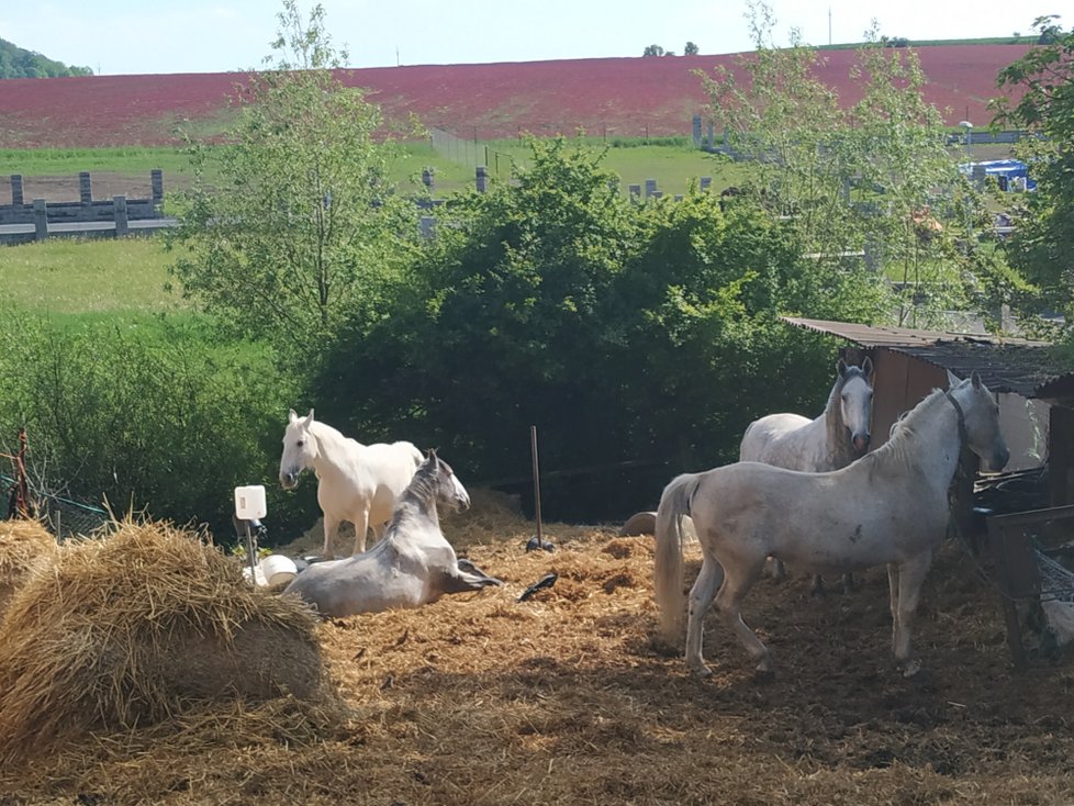 Koně stále zůstávají na pozemku u rozestavěného domu