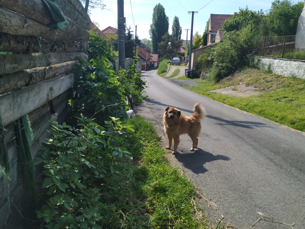 Zpátky u domu je pes, kterého úředníci chovatelce odebrali, a nechali ho odvézt do útulku Bouchalka. Pobíhá na volno po vsi