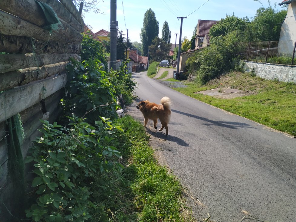 Zpátky u domu je pes, kterého úředníci chovatelce odebrali, a nechali ho odvézt do útulku Bouchalka. Pobíhá na volno po vsi