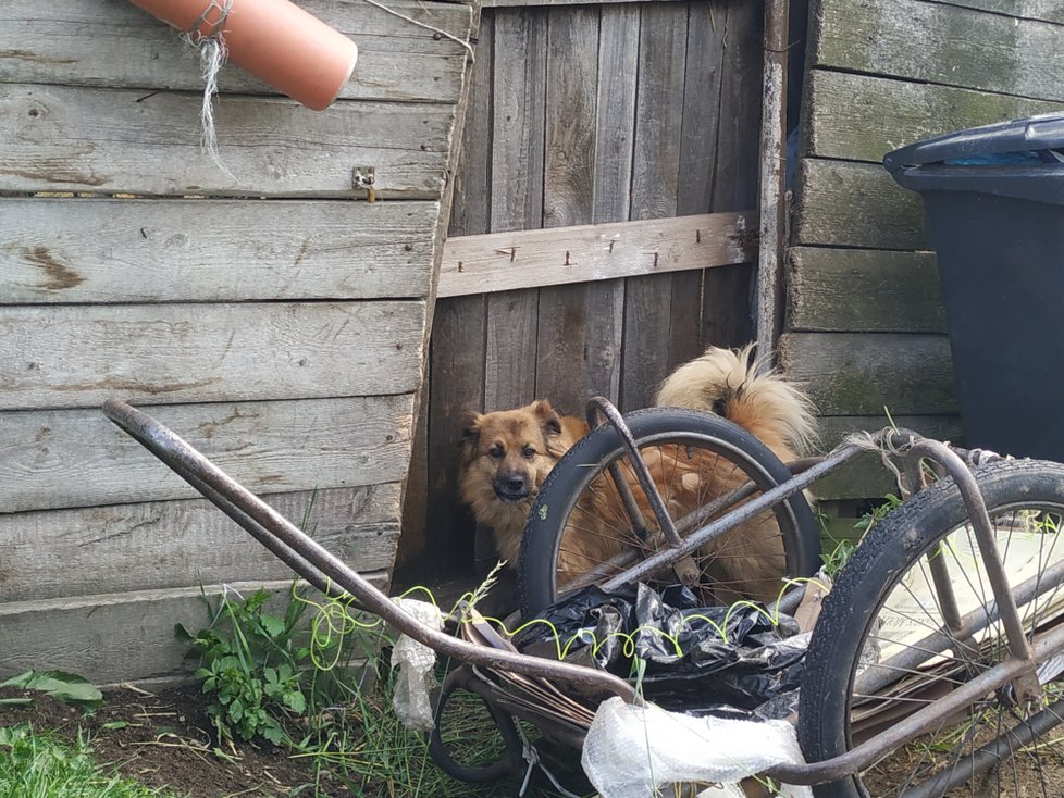 Zpátky u domu je pes, kterého úředníci chovatelce odebrali, a nechali ho odvézt do útulku Bouchalka. Pobíhá na volno po vsi