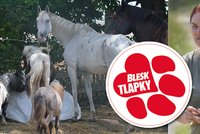 Kauza zubožených koní míří k soudu. Chovatelka už dostala pokutu za načerno postavené stáje