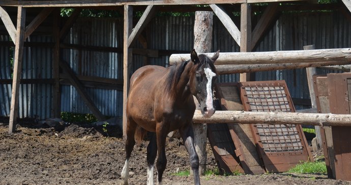 Tyto přístřešky a ohrady postavila Veronika Egerová načerno