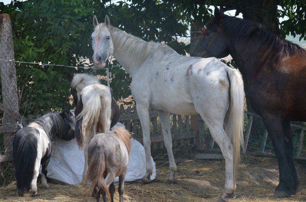 U nové majitelky se koním, které měly být odebrány pro týrání, daří lépe. Úředníci se je tu proto rozhodli ponechat, veterináři dál sledují jejich stav