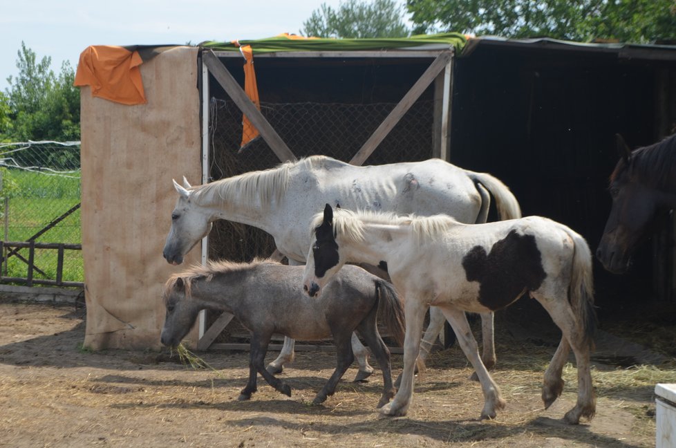 U nové majitelky se koním, kteří měli být odebráni pro týrání, daří lépe. Úředníci se je tu proto rozhodliponechat, veterináři dál sledují jejich stav