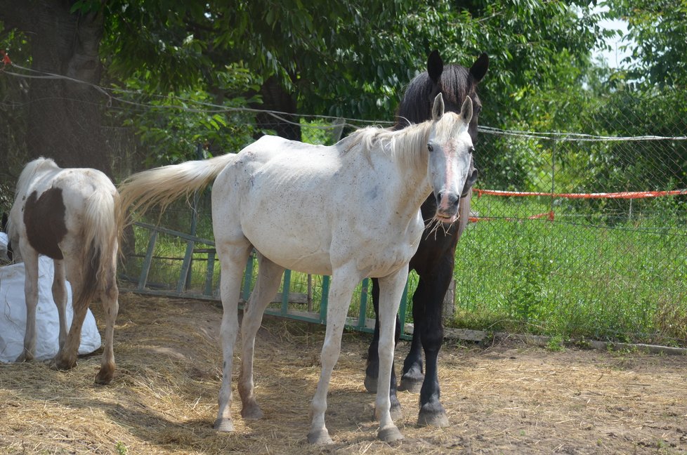 U nové majitelky se koním, kteří měli být odebráni pro týrání, daří lépe. Úředníci se je tu proto rozhodli ponechat, veterináři dál sledují jejich stav