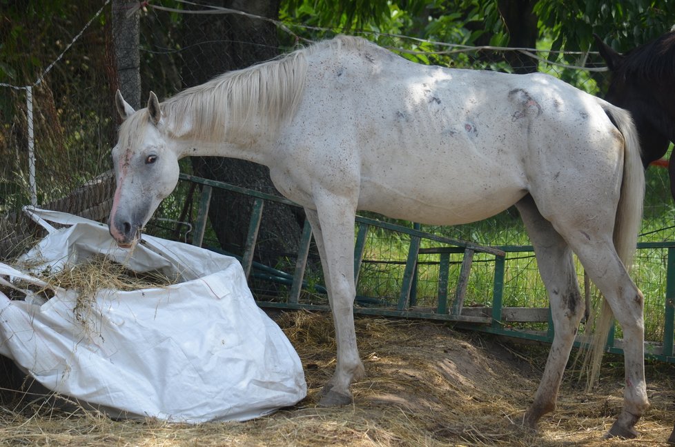U nové majitelky se koním, kteří měli být odebráni pro týrání, daří lépe. Úředníci se je tu proto rozhodli ponechat, veterináři dál sledují jejich stav.