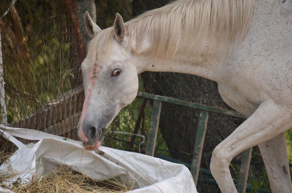 U nové majitelky se koním, které měly být odebrány pro týrání, daří lépe. Úředníci se je tu proto rozhodli ponechat, veterináři dál sledují jejich stav