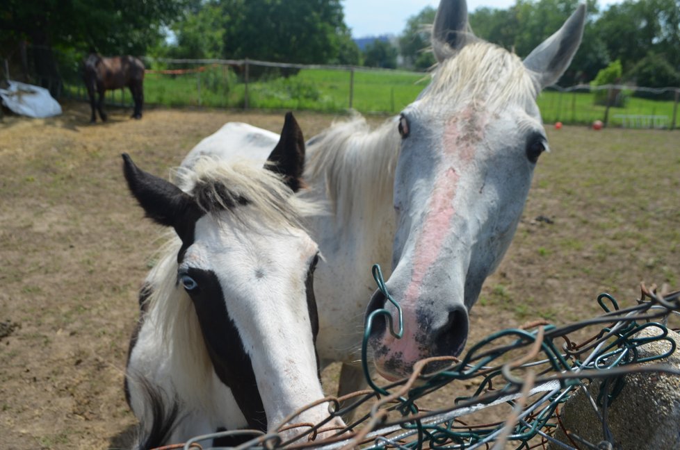 U nové majitelky se koním, kteří měli být odebráni pro týrání, daří lépe. Úředníci se je tu proto rozhodli ponechat, veterináři dál sledují jejich stav.