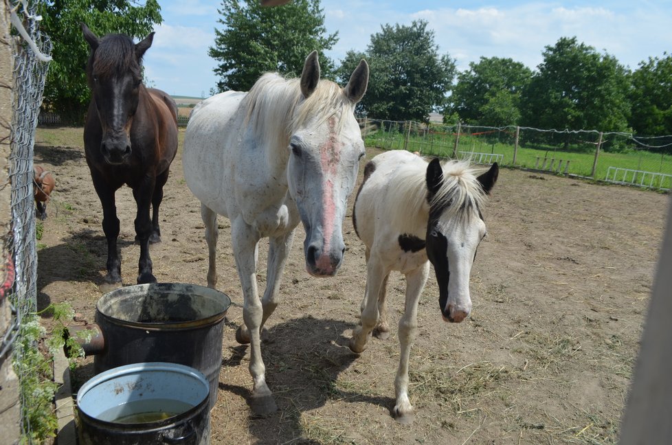 U nové majitelky se koním, kteří měli být odebráni pro týrání, daří lépe. Úředníci se je tu proto rozhodli ponechat, veterináři dál sledují jejich stav