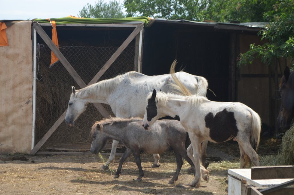 U nové majitelky se koním, které měly být odebrány pro týrání, daří lépe. Úředníci se je tu proto rozhodli ponechat, veterináři dál sledují jejich stav