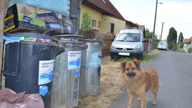 Pes je stále na pozemku Marie Vránkové nebo v jeho nejbližším okolí