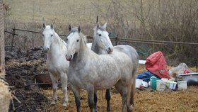 Koně stále zůstávají u domu Marie Vránkové. Už jí ale nepatří, propadli státu. Až se je podaří veterinárně prohlédnout, budou převezeni do nového domova, kde je socializují.