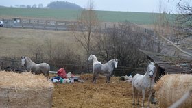 Koně stále zůstávají u domu Marie Vránkové. Už jí ale nepatří, propadli státu. Až se je podaří veterinárně prohlédnout, budou převezeni do nového domova, kde je socializují.