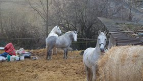 Koně stále zůstávají u domu Marie Vránkové. Už jí ale nepatří, propadli státu. Až se je podaří veterinárně prohlédnout, budou převezeni do nového domova, kde je socializují.