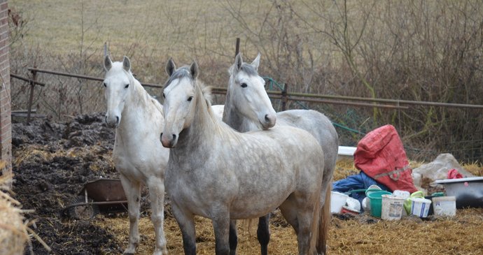 Koně stále zůstávají u domu Marie Vránkové. Už jí ale nepatří, propadli státu. Až se je podaří veterinárně prohlédnout, budou převezeni do nového domova, kde je socializují.