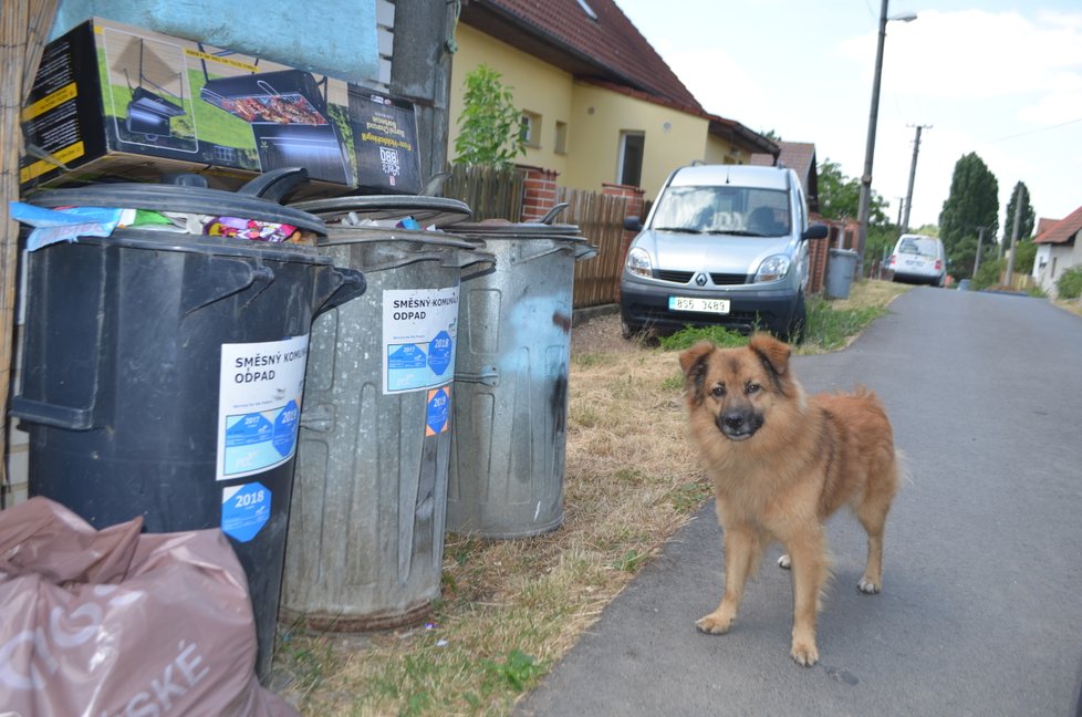 Pes je stále na pozemku Marie Vránkové nebo v jeho nejbližším okolí