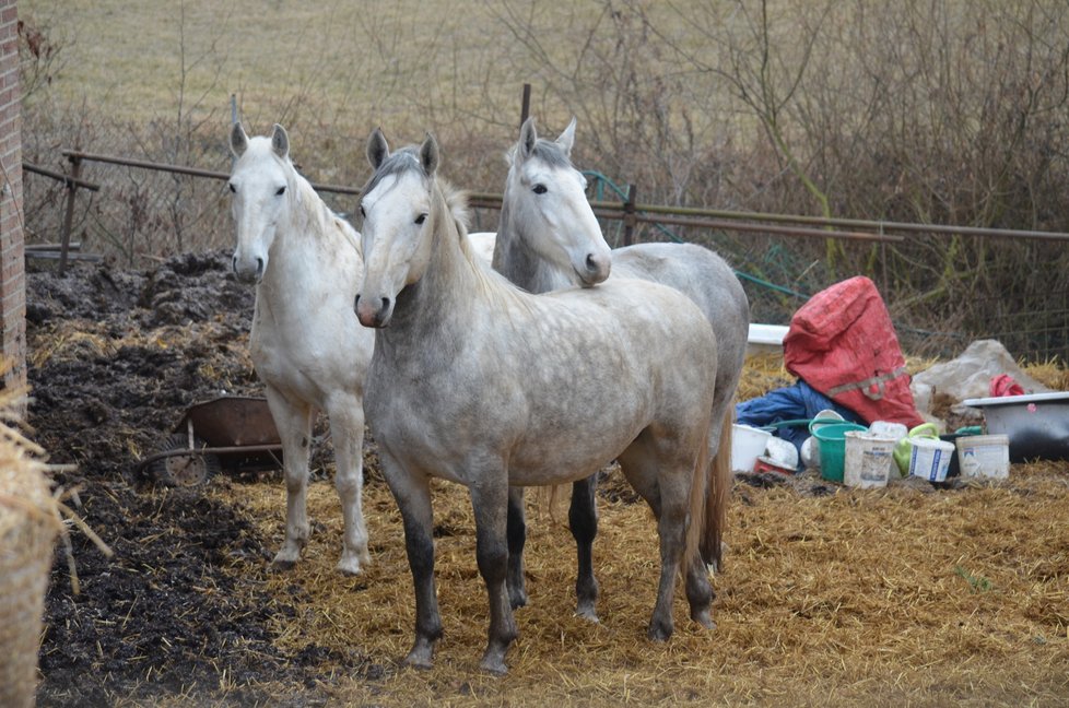 Koně stále zůstavají u domu Marie Vránkové. Už jí ale nepatří, propadli státu. Až se je podaří veterinárně prohlédnout, budou převezeni do nového domova, kde je socializují