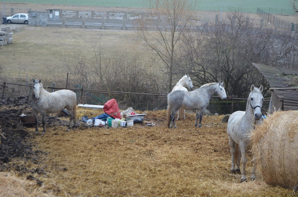 Koně stále zůstavají u domu Marie Vránkové. Už jí ale nepatří, propadli státu. Až se je podaří veterinárně prohlédnout, budou převezeni do nového domova, kde je socializují