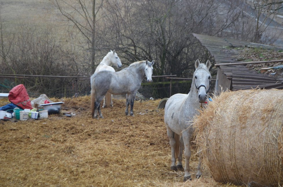 Koně stále zůstavají u domu Marie Vránkové. Už jí ale nepatří, propadli státu. Až se je podaří veterinárně prohlédnout, budou převezeni do nového domova, kde je socializují