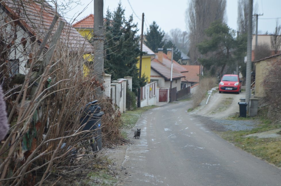 U domu se potulují kočky, které krmí sousedé.