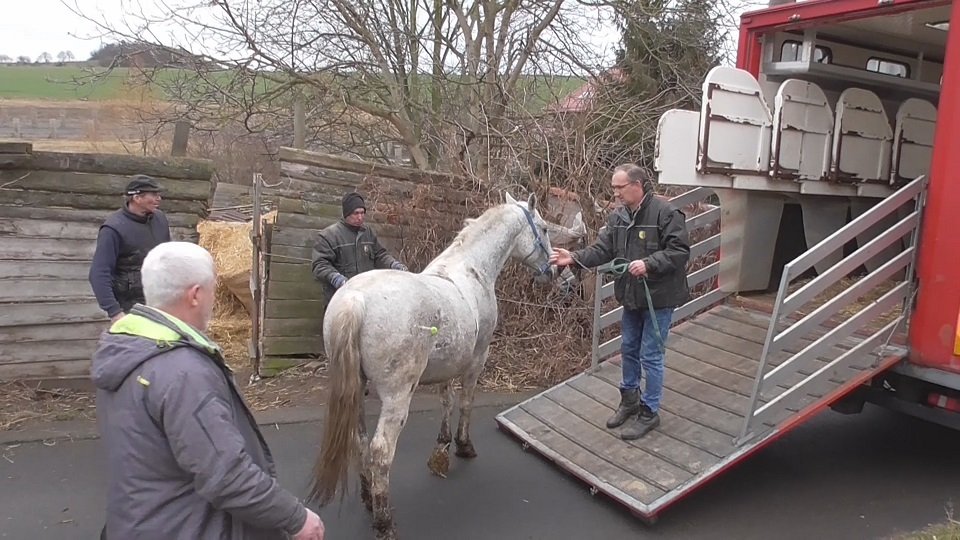 Teprve Úřadu pro zastupování státu ve věcech majetkových se podařilo koně převézt do nového domova ve státním hřebčinci