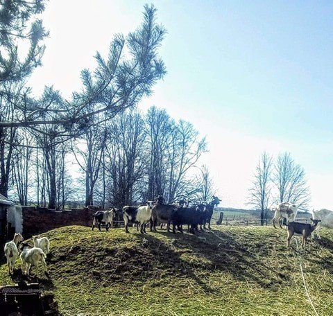 Většina odebraných koz, které žily původně na balkoně, už má nové domovy