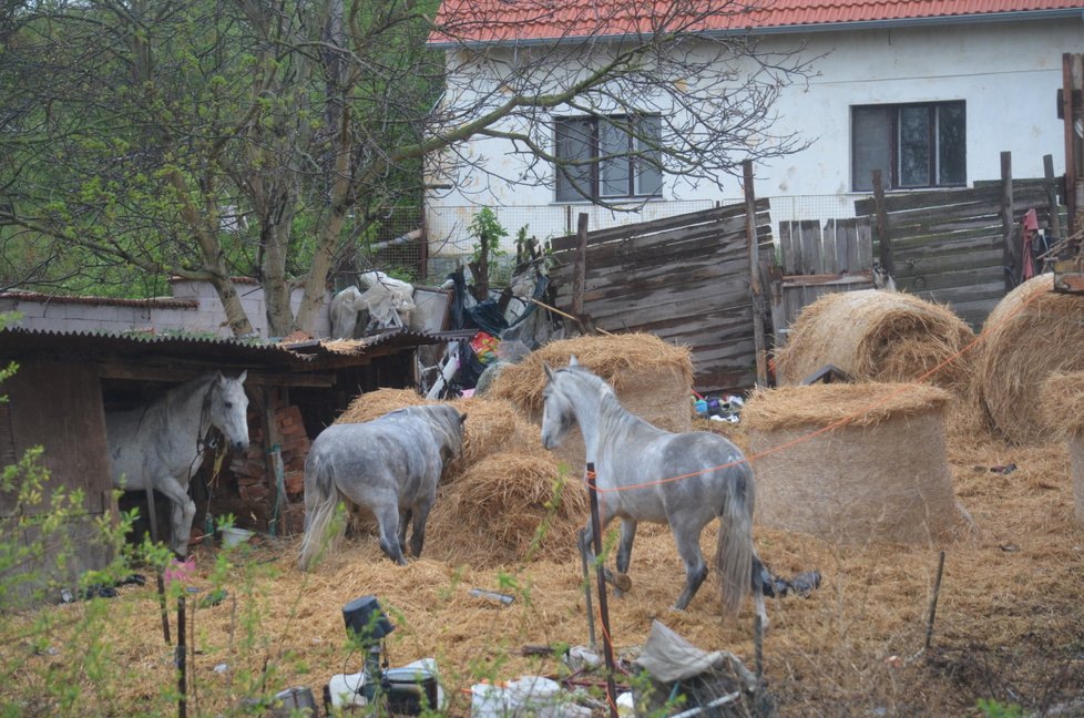 Blesk tlapkám se přihlásilo několik lidí ochotných se odebraných koní ujmout