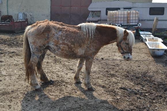 Takhle vypadala Róza po odebrání ze Všenor