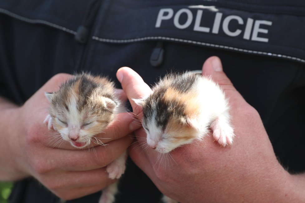 Policisté našli v domě dvě zapomenutá koťata
