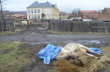 Chovatelka krávu, prý na popud řidiče Jatek, nechala odtáhnout na okraj cesty. Zvíře tam několik hodin umíralo