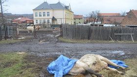 Chovatelka krávu, prý na popud řidiče Jatek, nechala odtáhnout na okraj cesty. Zvíře tam několik hodin umíralo