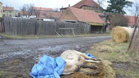 Chovatelka krávu, prý na popud řidiče Jatek, nechala odtáhnout na okraj cesty. Zvíře tam několik hodin umíralo