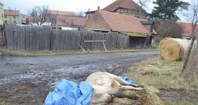 Chovatelka krávu, prý na popud řidiče Jatek, nechala odtáhnout na okraj cesty. Zvíře tam několik hodin umíralo