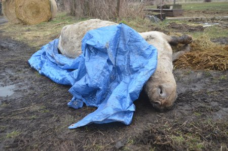 Chovatelka krávu, prý na popud řidiče Jatek, nechala odtáhnout na okraj cesty. Zvíře tam několik hodin umíralo