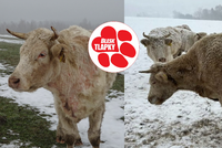 Stádo krav živořilo na pastvě bez krmení i v mrazech. Úřady je odebraly, majiteli hrozí tučná pokuta