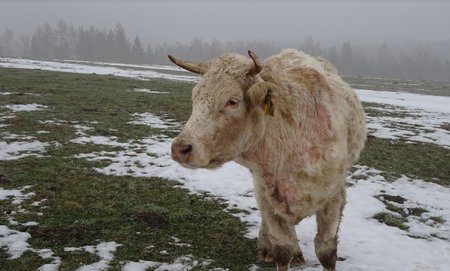 Krávy živořily na pastvině ve sněhu a blátě