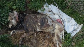 Marie Lokingová (48) z chebského psího útulku našla i mrtvého psa.