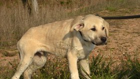 Zbídačení psi poté, co je Marie Lokingová (48) z chebského psího útulku vysvobodila ze zablešených kotců.