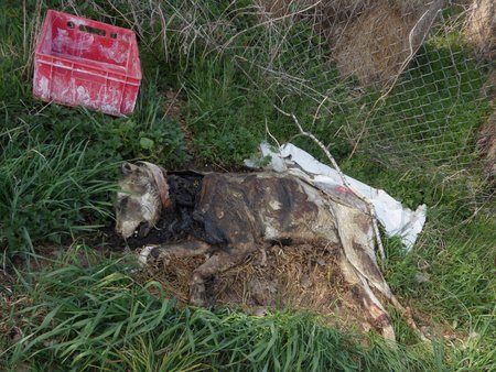 Marie Lokingová (48) z chebského psího útulku našla i mrtvého psa.