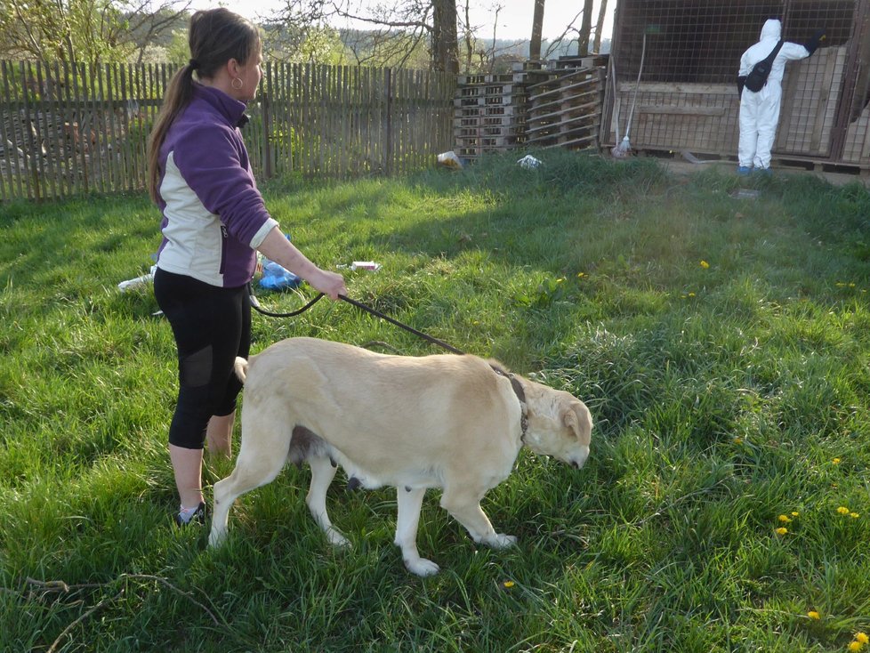 Marie Lokingová (48) z chebského psího útulku zachraňuje zbídačené psy.