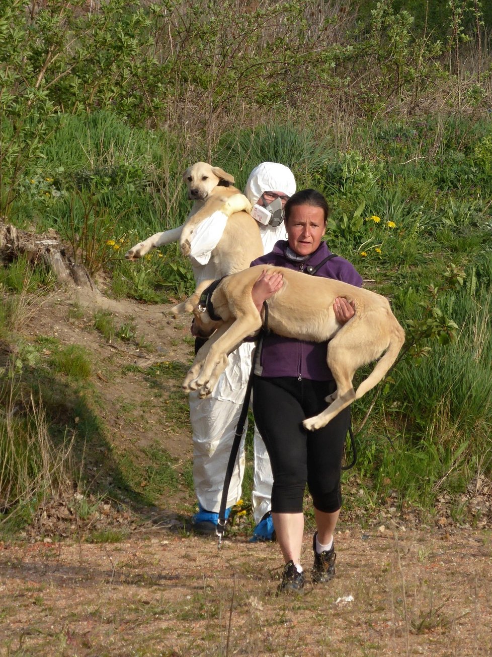 Marie Lokingová (48) z chebského psího útulku zachraňuje zbídačené psy.