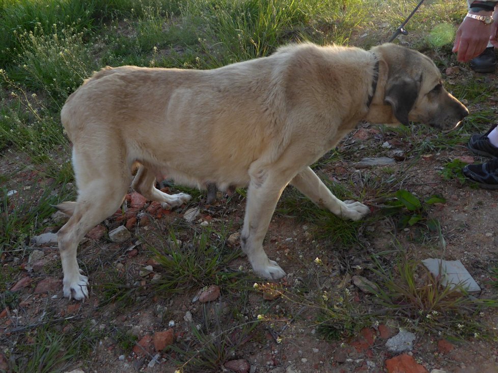 Zbídačení psi poté, co je Marie Lokingová (48) z chebského psího útulku vysvobodila ze zablešených kotců.