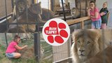 Lvi jí nepatří, starat se o ně ale musí. Úřady si problém přehazují