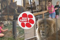Lvi jí nepatří, starat se o ně ale musí. Úřady si problém přehazují