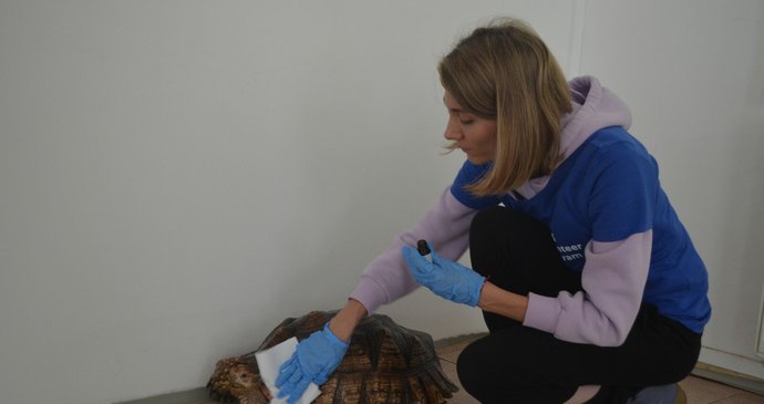 Pracovníci společnosti Mars ošetřovali v útulku želvy