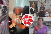 Nemocné, podvyživené, s genetickými vadami... Majitelka nezvládla chov čivav v Nové Vsi