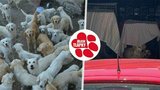 Úředníci po letech udeřili na množírnu, kterou objevily Blesk tlapky: Odebrali 145 psů!
