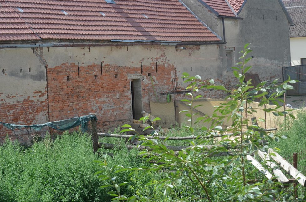 Množitelka z Ondrovic na jihu Moravy zametá stopy. Dvůr částečně uklidila a obehnala plachtou, aby na něj nebylo vidět. Psy zřejmě zavřela do domu a stodoly. (19.7.2021)