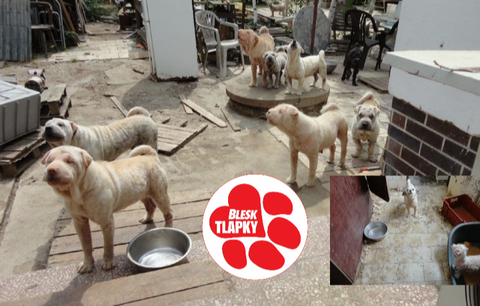 Inspektoři odhalili v Rapotíně množírnu psů: Lysá a nemocná zvířata drželi v mizerných podmínkách!