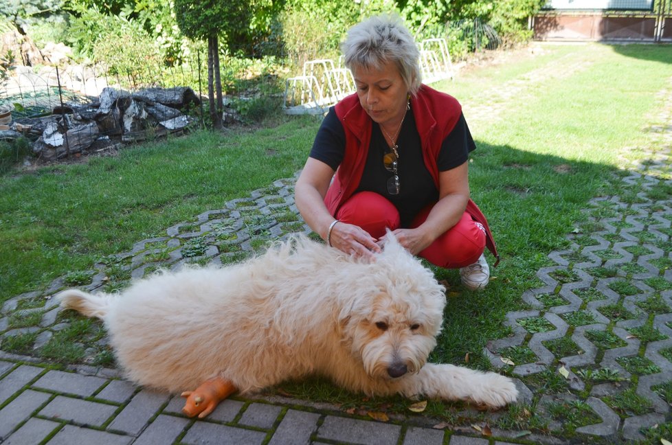 Arnošt je kříženec komondora, péče o jeho srst je náročná, je třeba ji stále udržovat.